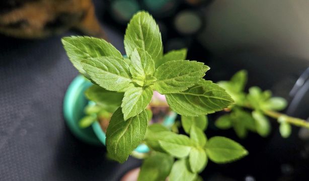 Cinco beneficios de la albahaca para tu salud