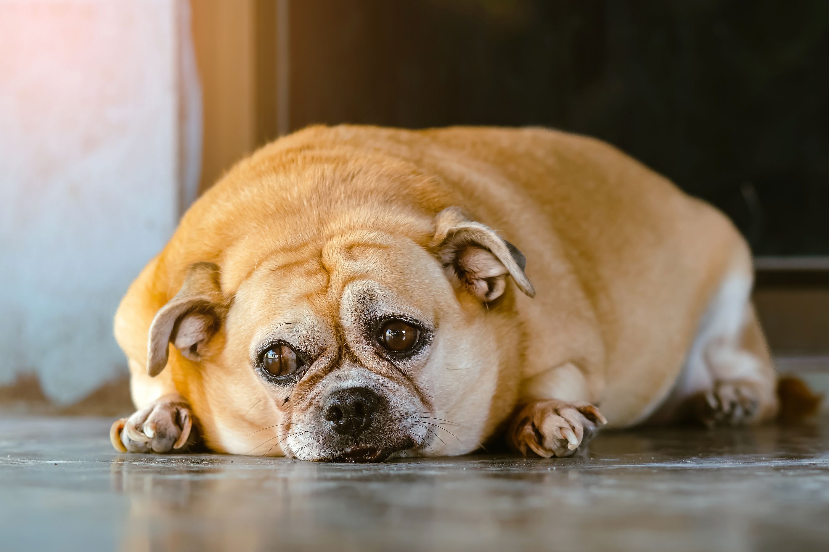 ¿A qué edad se considera viejo a un perro?