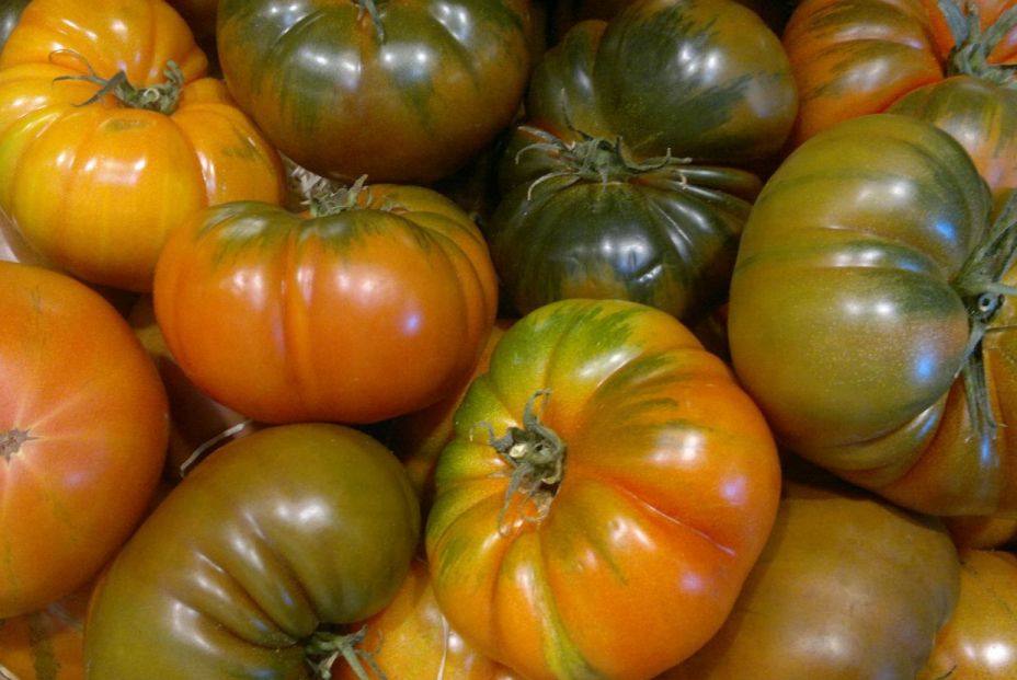 Tomata Raf. Foto Wikipedia