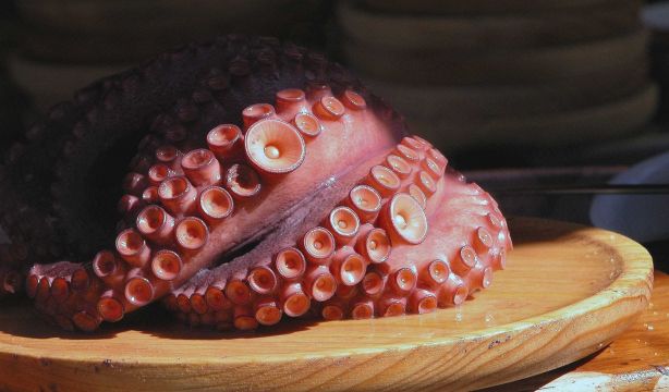 ¿Por qué Galicia no comercializará pulpo fresco en las próximas seis semanas?