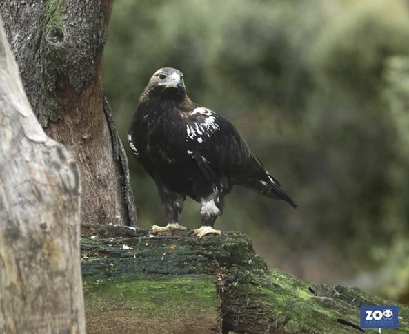 Águila Zoo Madrid