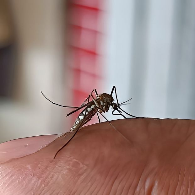 Descubren componentes del olor corporal que explica la atracción de los mosquitos a larga distancia