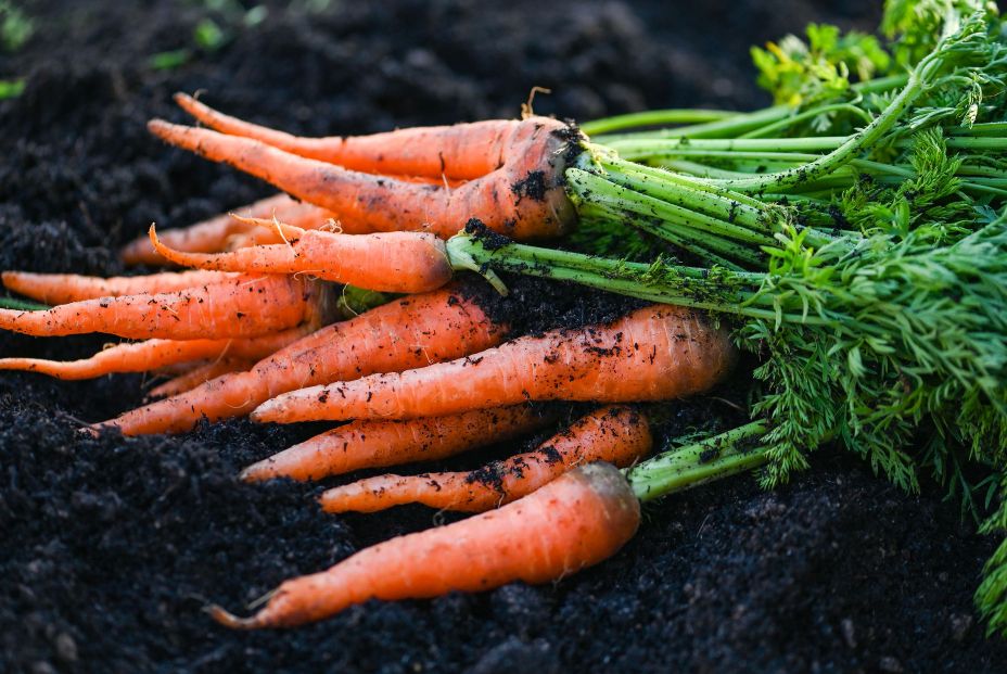 bigstock Carrot On Ground  Fresh Carro 473559991