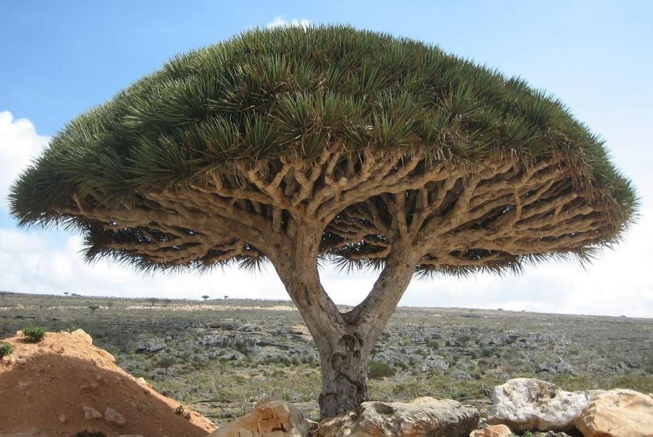 árbol de sangre