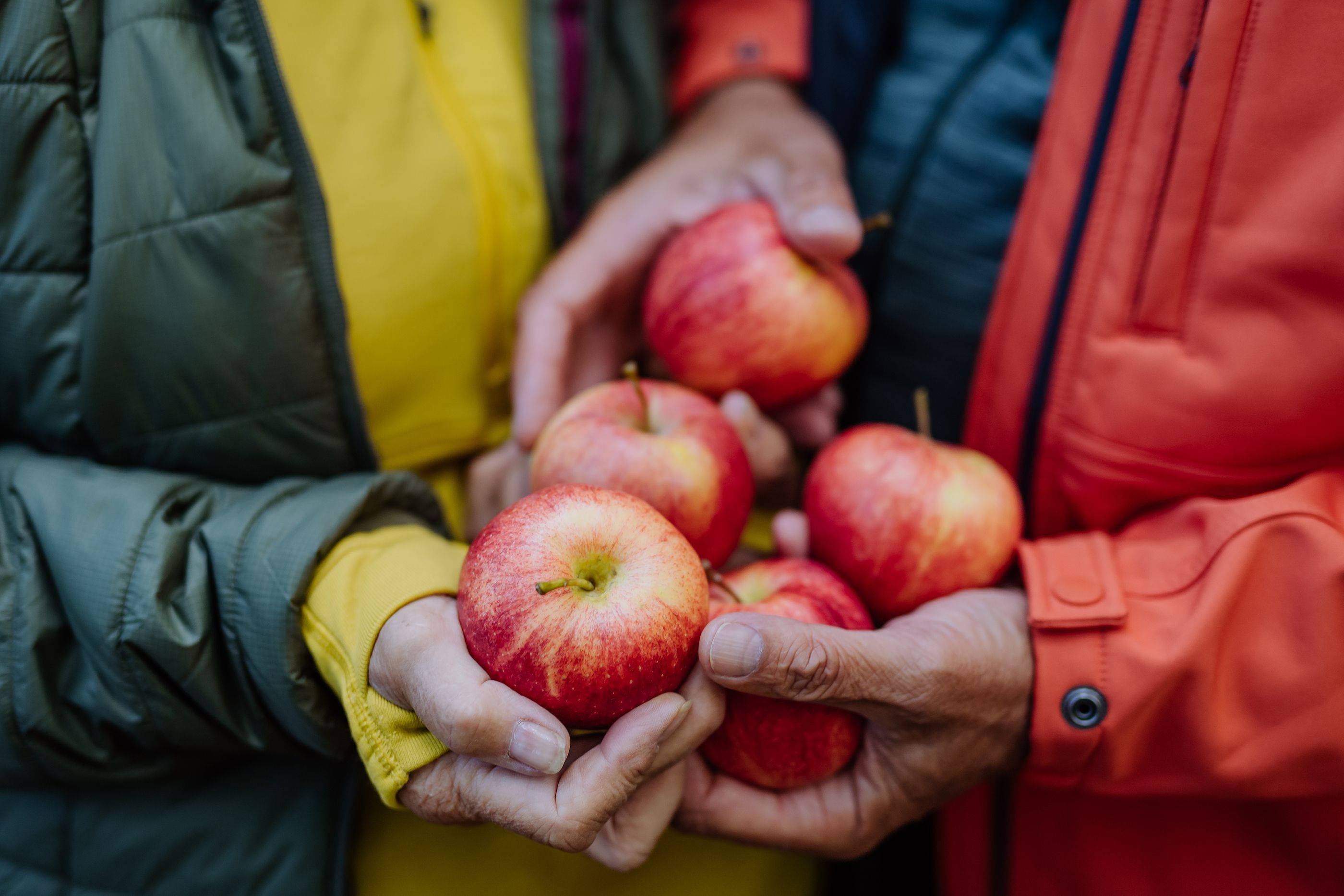 Las manzanas y las moras y su poder contra la fragilidad en los mayores. Foto: Bigstock