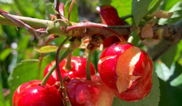 Los agricultores extremeños hablan de "situación catastrófica" para la cereza del norte de Cáceres