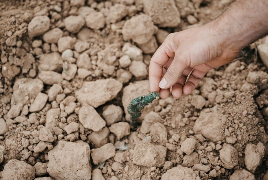 Bodegas Montecillo planta su primer viñedo 100% ecológico