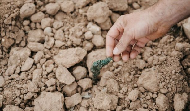Bodegas Montecillo planta su primer viñedo 100% ecológico