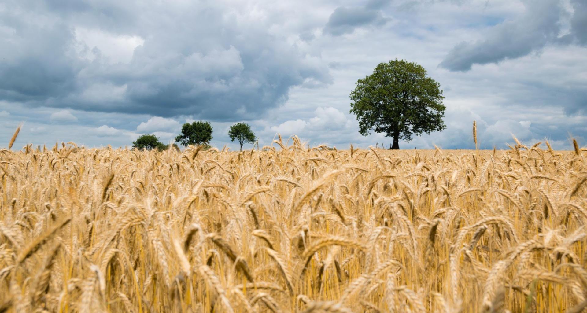 La Comunidad de Madrid inyecta un millón de euros en 'Innobonos' para la competitividad agrícola. Foto: Comunidad de Madrid