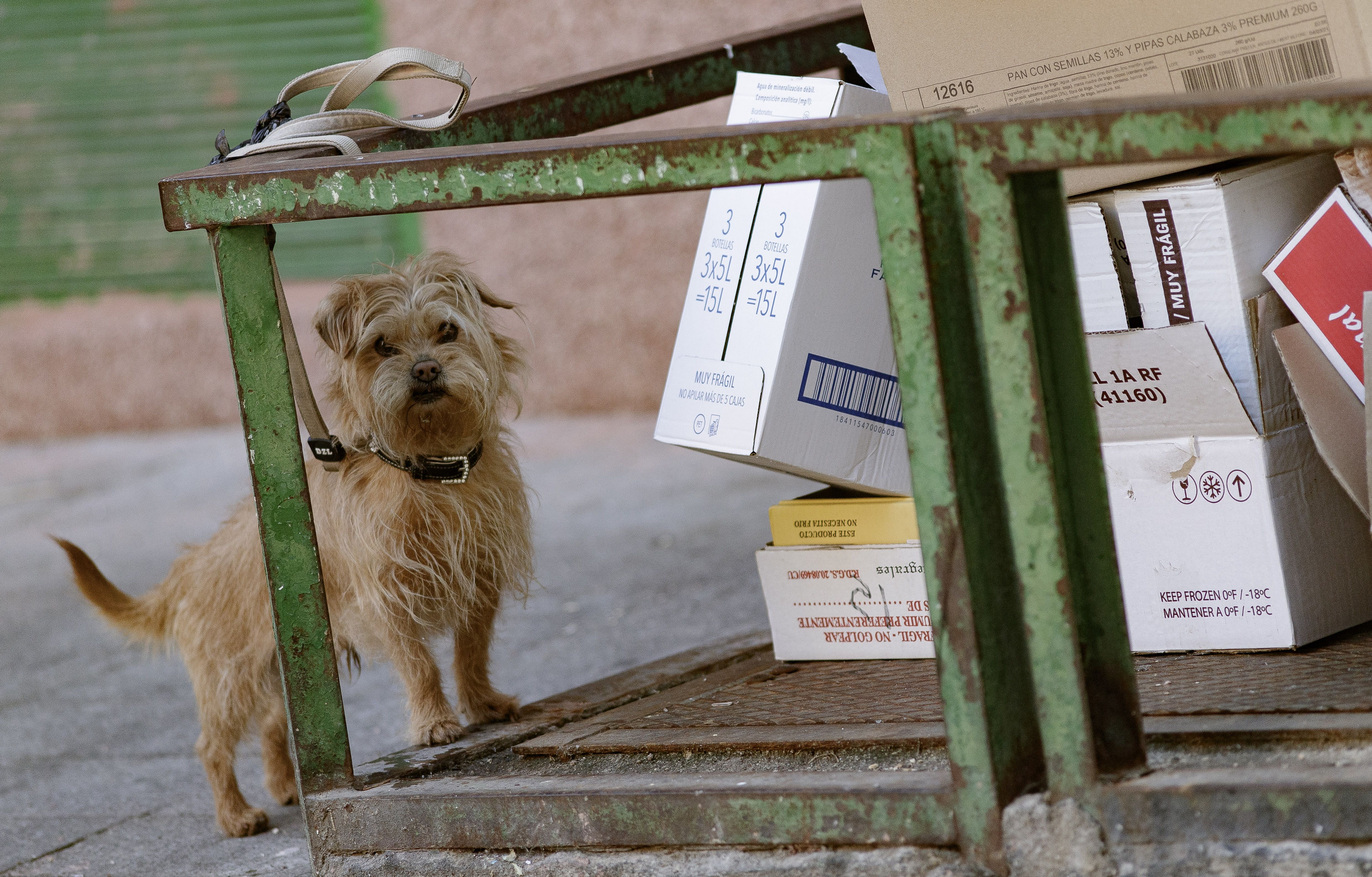 Multa a la que te expones si dejas atado a tu perro frente al supermercado mientras haces la compra