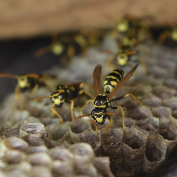 Trucos para alejar a las avispas de las comidas de verano