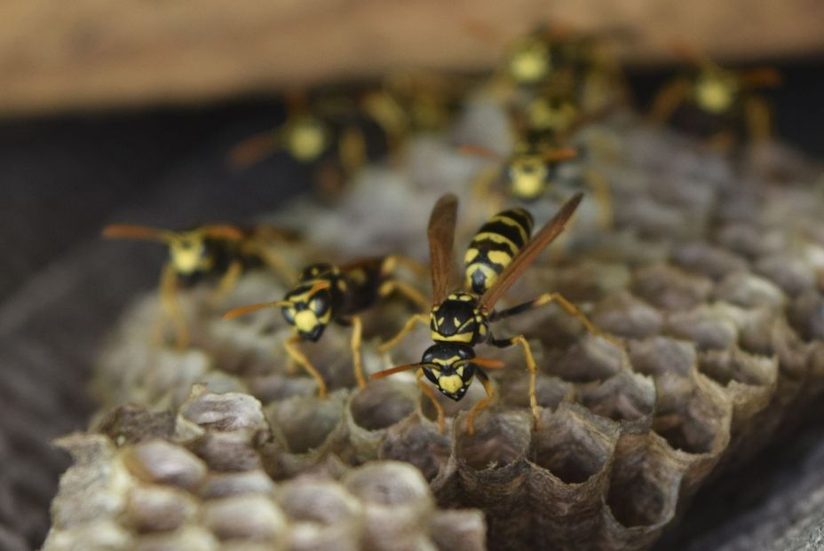 ¿Qué hacer cuando a tu mascota le pica una avispa o una abeja? ¿Qué hacer cuando a tu mascota le pica una avispa o una abeja?