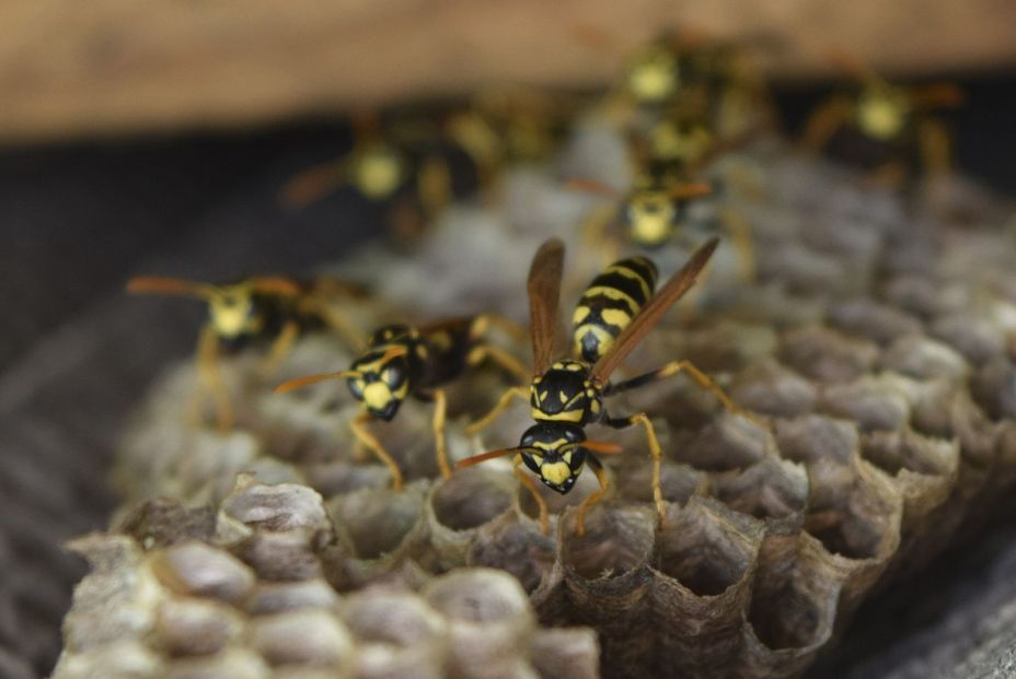 ¿Qué hacer cuando a tu mascota le pica una avispa o una abeja?