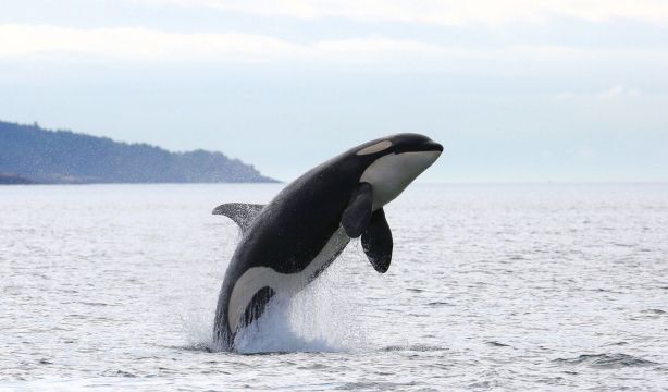 ¿Venganza o juego? Los motivos detrás de los ataques de la orca Gladis