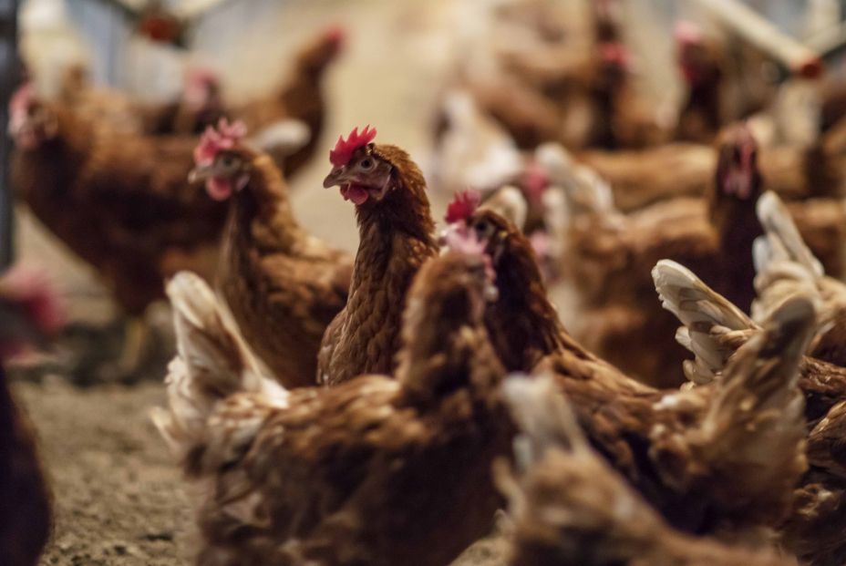 Gallinas criadas en suelo