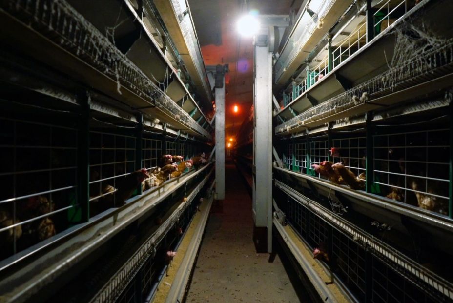 Gallinas en jaulas Gallinas en jaulas