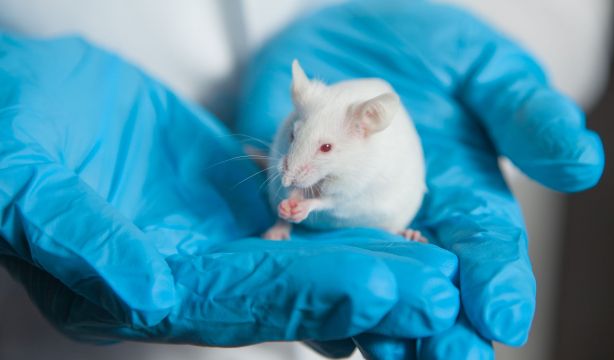 Descubren que las proteínas humanas que causan el alzhéimer provocan más daño que las de ratón