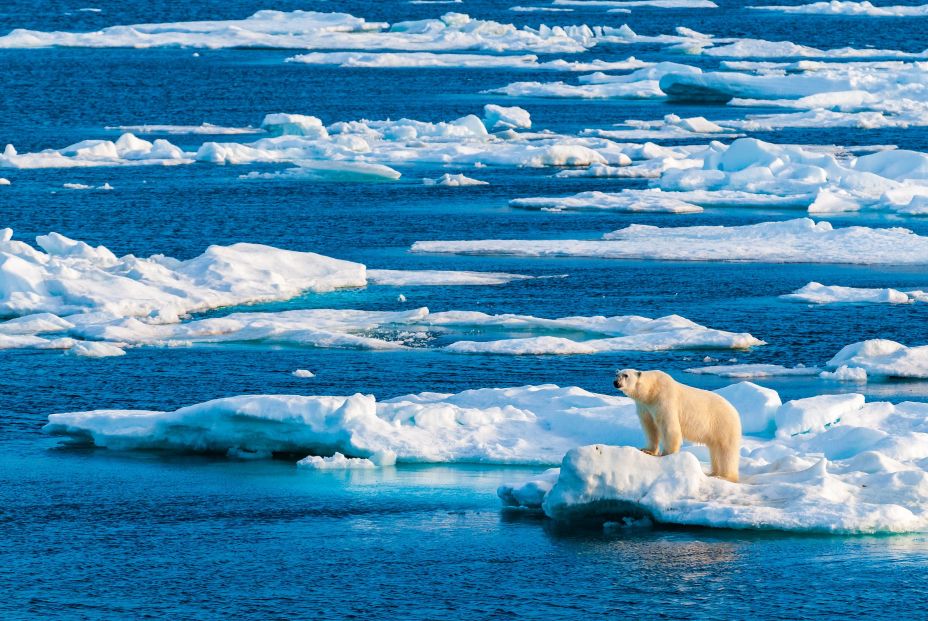 bigstock Polar Bear On Pack Ice In Sval 471376395