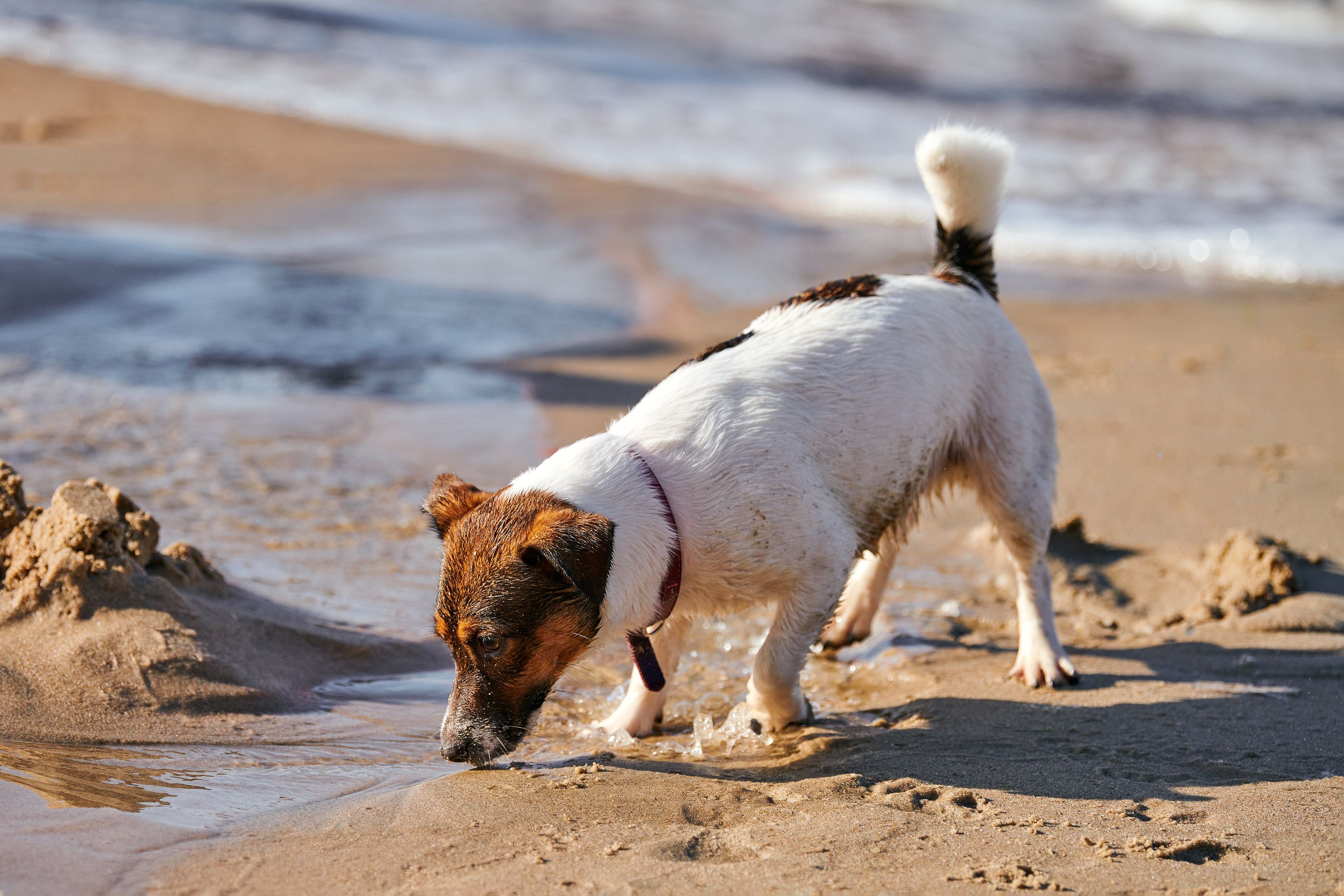 El mapa de las playas en España a las que puede acompañarte tu perro este verano