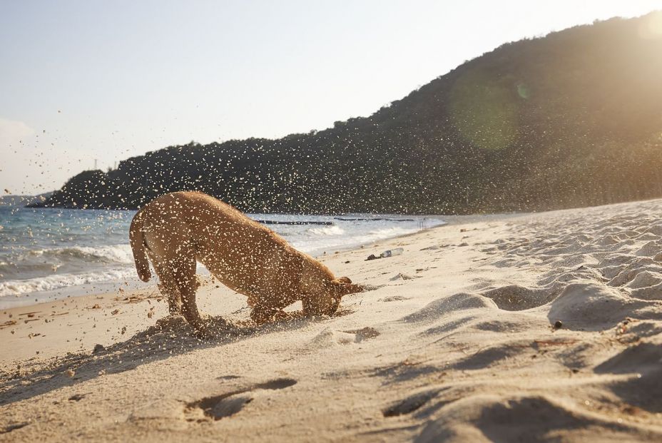 bigstock Curious Dog With Head In Sand  476699275