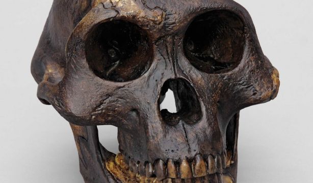 'Lucy', la abuela de la Humanidad, caminaba erguida como nosotros