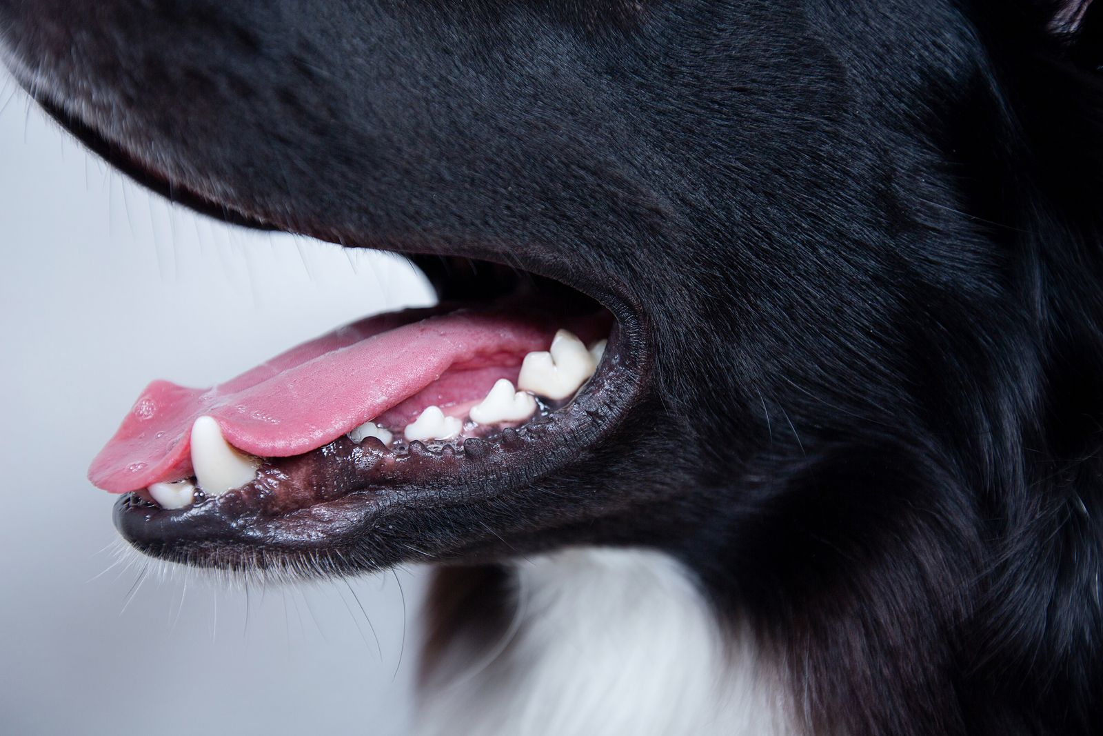 El mal aliento de tu perro puede ser un problema de salud