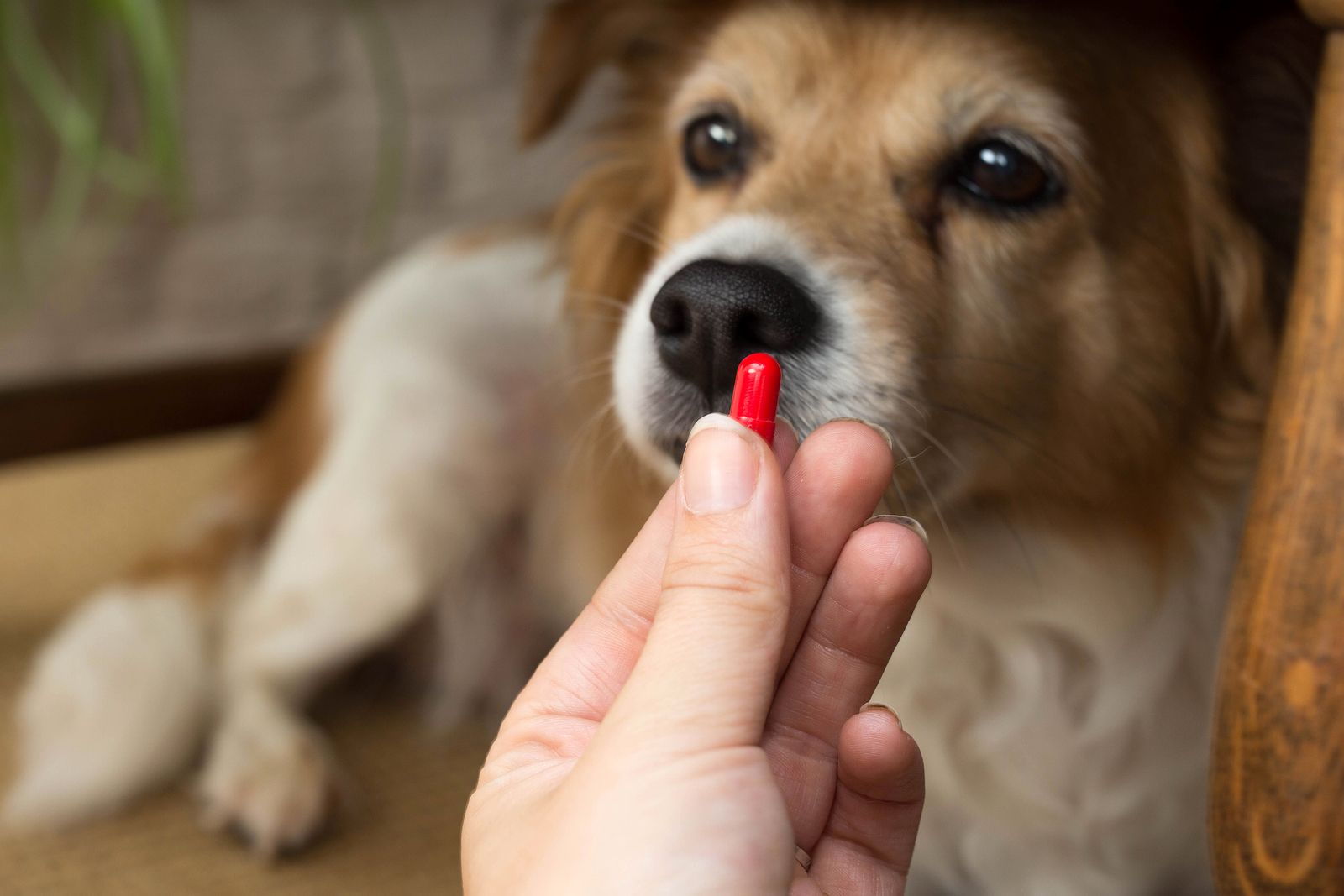 trucos para darle la pastilla a tu mascota trucos para darle la pastilla a tu mascota