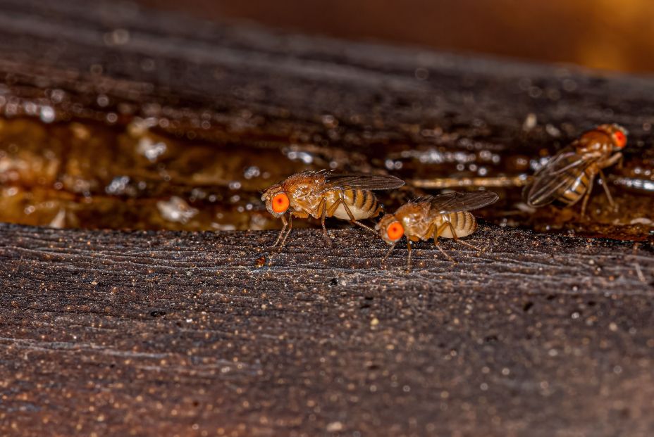 Ver cadáveres reduce la esperanza de vida de las moscas