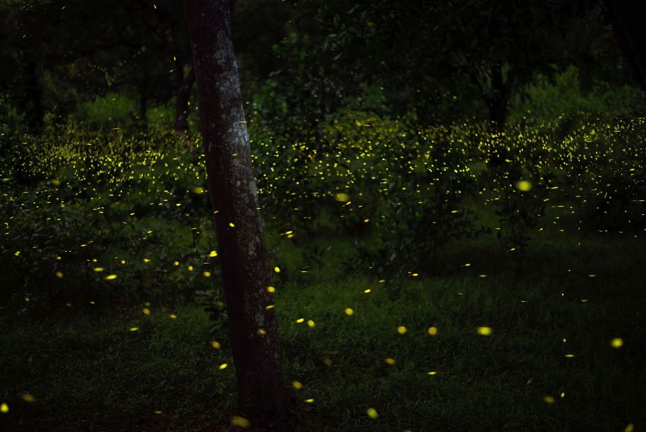 bigstock Firefly Flying In The Forest  460942235