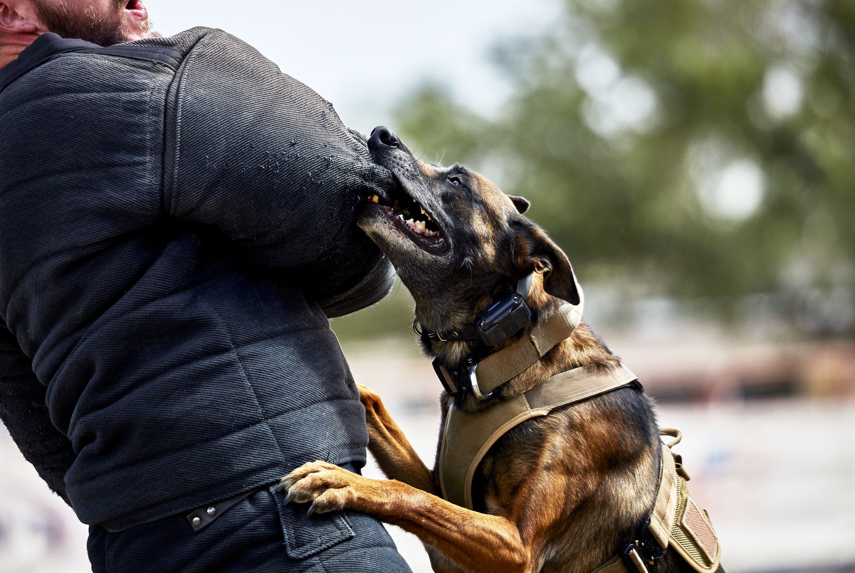 Los días calurosos y con alta contaminación provocan más ataques de perros