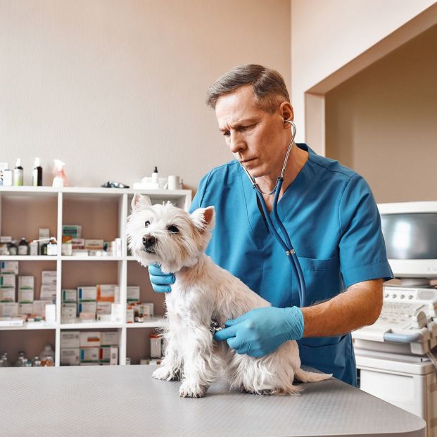 Perro en el veterinario