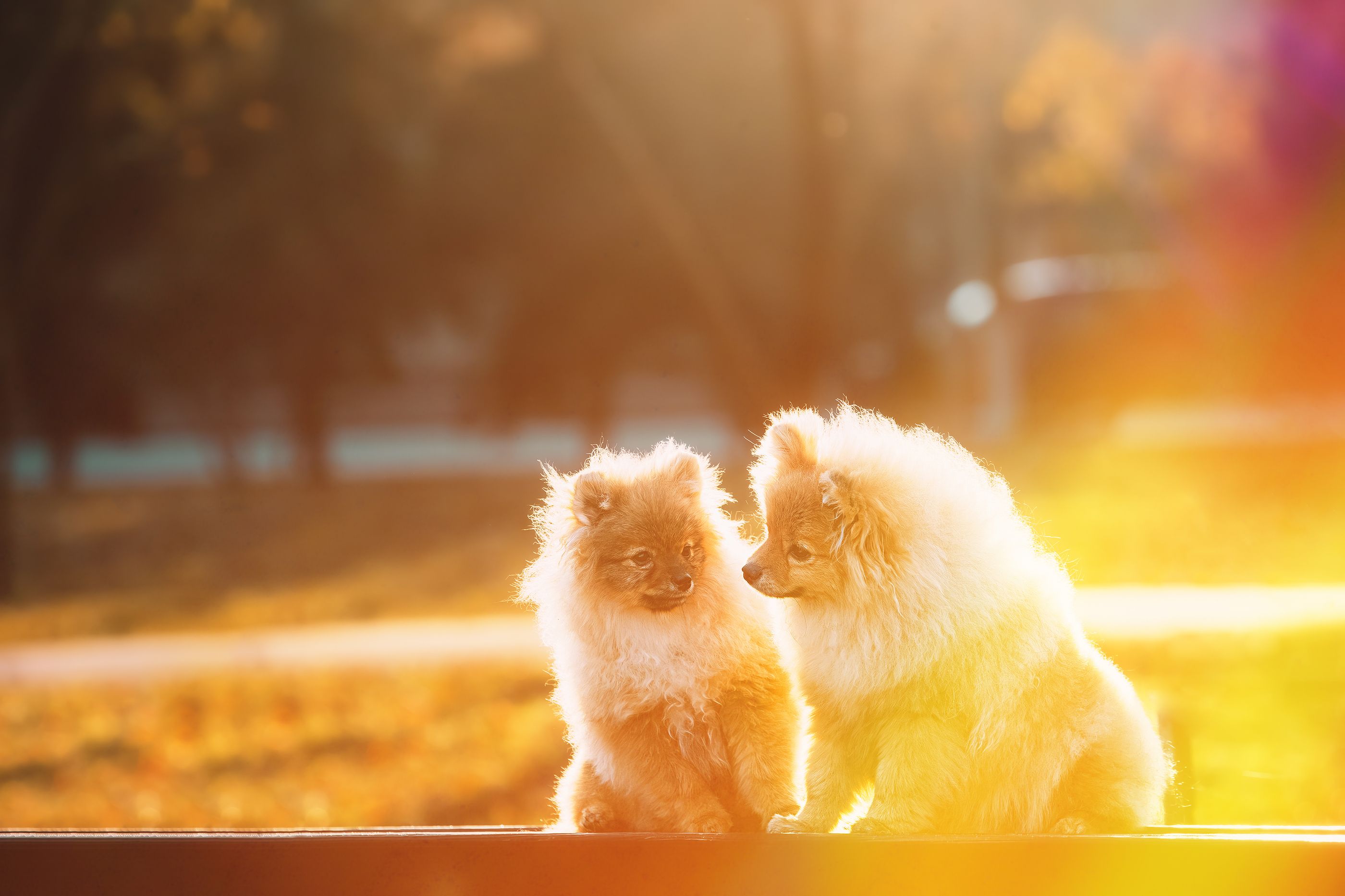 Riesgos de una exposición excesiva al sol para la salud de los perros 