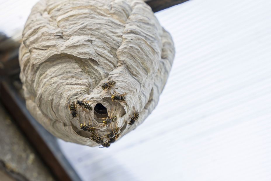 bigstock Wasp Nest Under The Roof Of Th 472846177