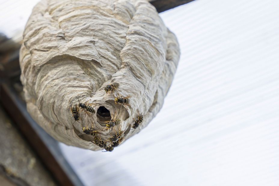 bigstock Wasp Nest Under The Roof Of Th 472846177 bigstock Wasp Nest Under The Roof Of Th 472846177