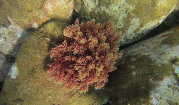 Identifican 574 especies exóticas en aguas españolas