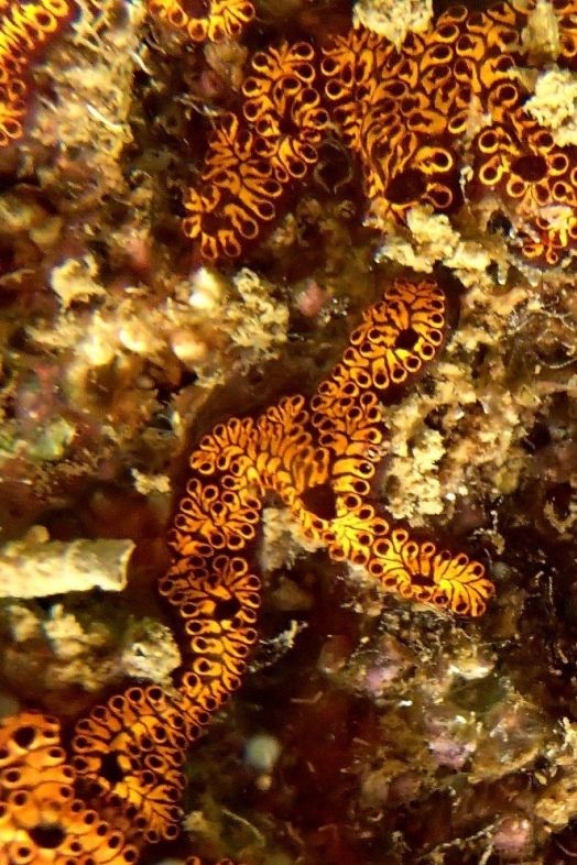 EuropaPress 5298165 invertebrado colonial pardo amarillo ascidia colonial botrylloides niger EuropaPress 5298165 invertebrado colonial pardo amarillo ascidia colonial botrylloides niger