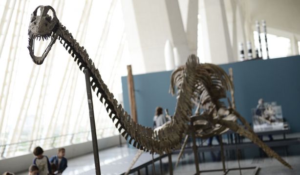 Los antepasados de los humanos sobrevivieron al impacto del asteroide que mató a los dinosaurios
