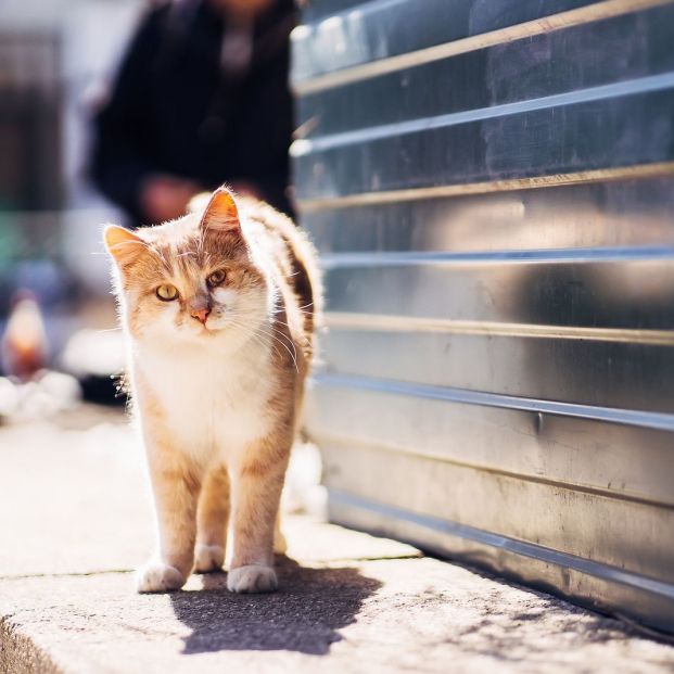 Gato callejero