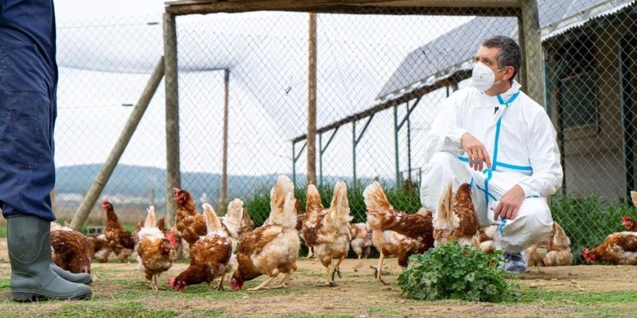 Médicos de Urgencias piden estar preparados ante posibles casos de gripe aviar en personas Médicos de Urgencias piden estar preparados ante posibles casos de gripe aviar en personas