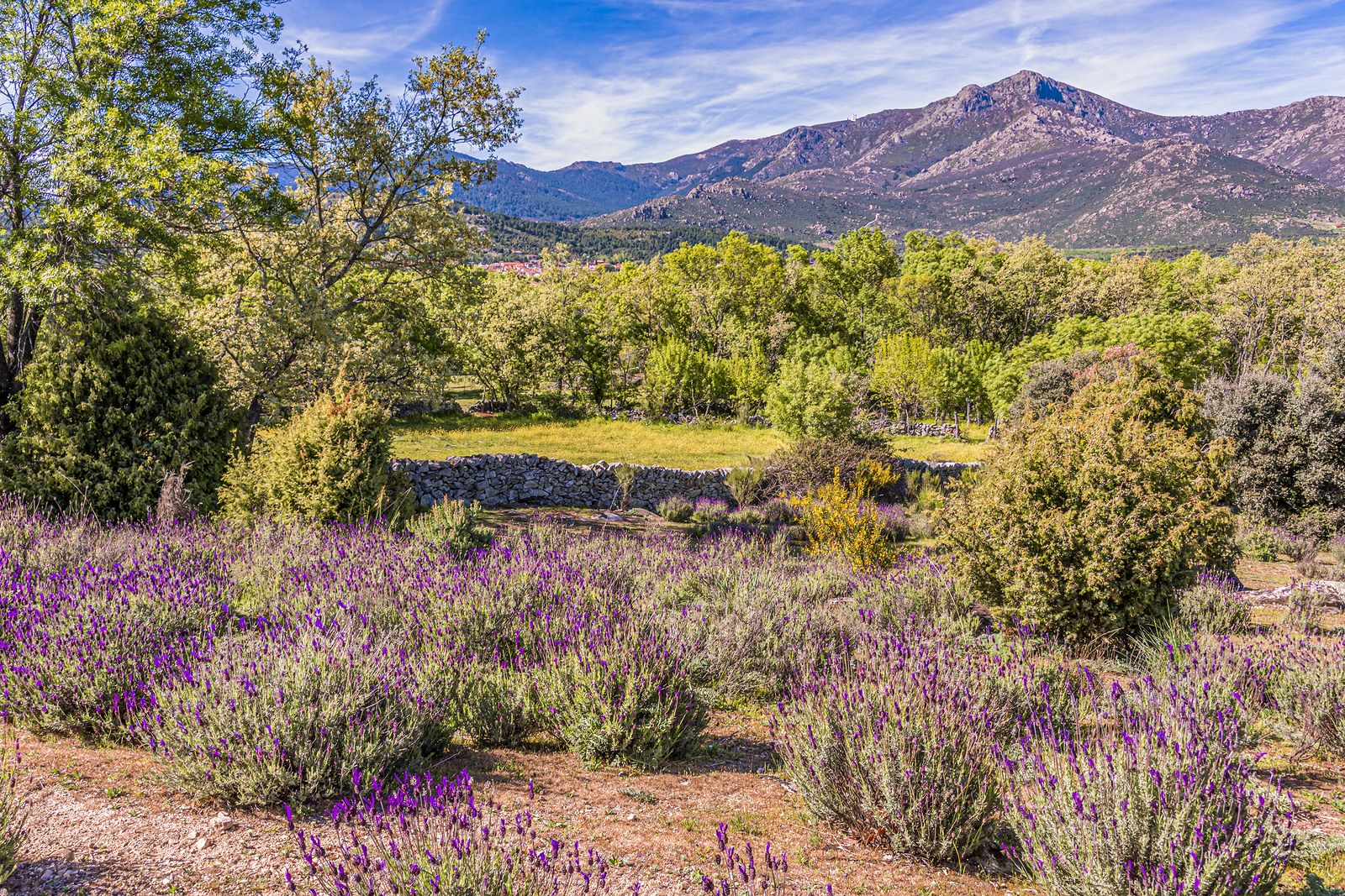 El Tren de la Naturaleza para ir a la Sierra de Guadarrama