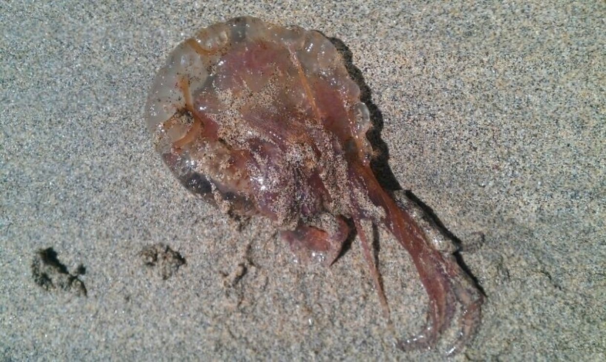 Mucho cuidado este verano con las picaduras de medusa cuando vayas a bañarte