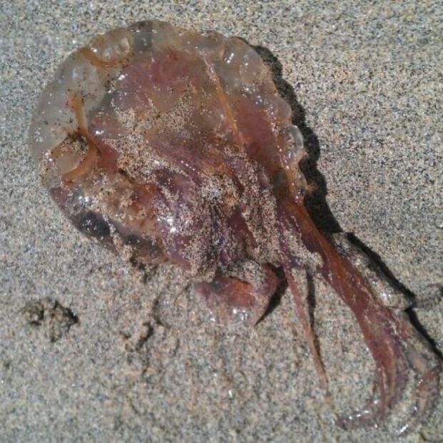Mucho cuidado este verano con las picaduras de medusa cuando vayas a bañarte