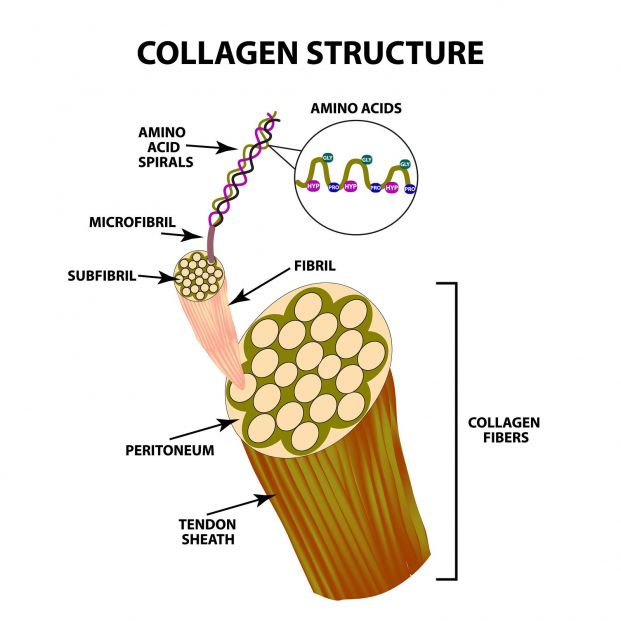 Estructura del colágeno Estructura del colágeno