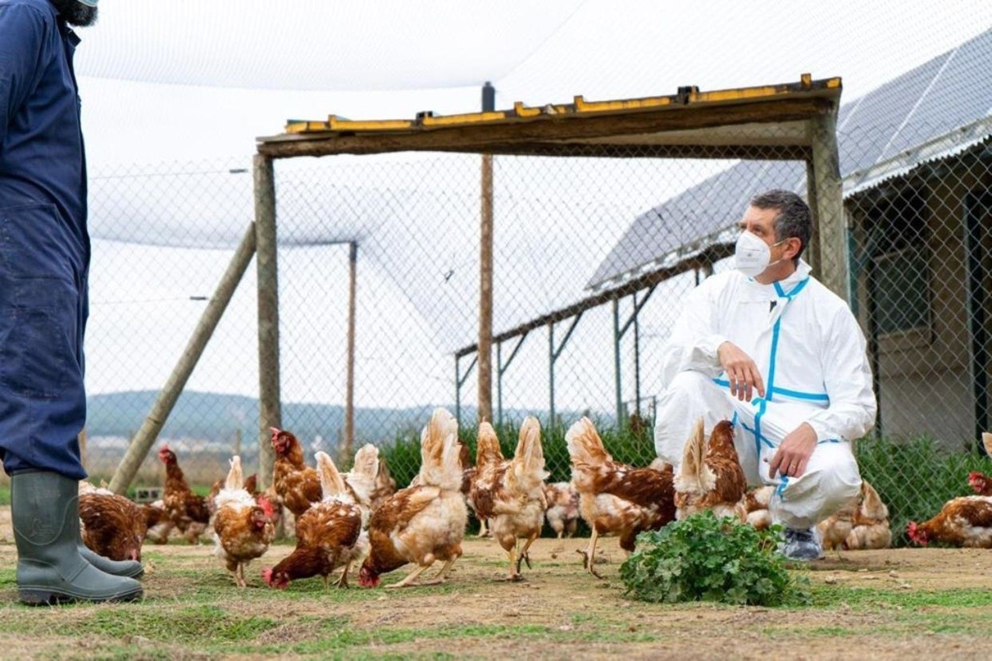 La peor pandemia de gripe aviar hasta el momento se ceba con las aves marinas, algo "inusual"