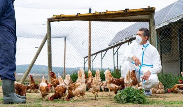 La peor pandemia de gripe aviar hasta el momento se ceba con las aves marinas, algo "inusual"