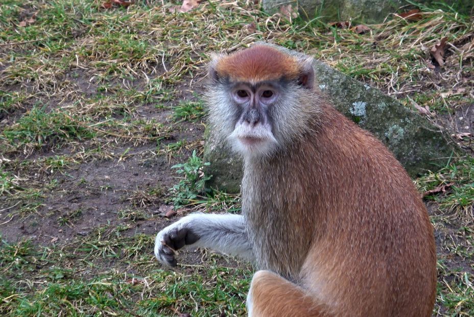 bigstock The Patas Monkey erythrocebus 475775661