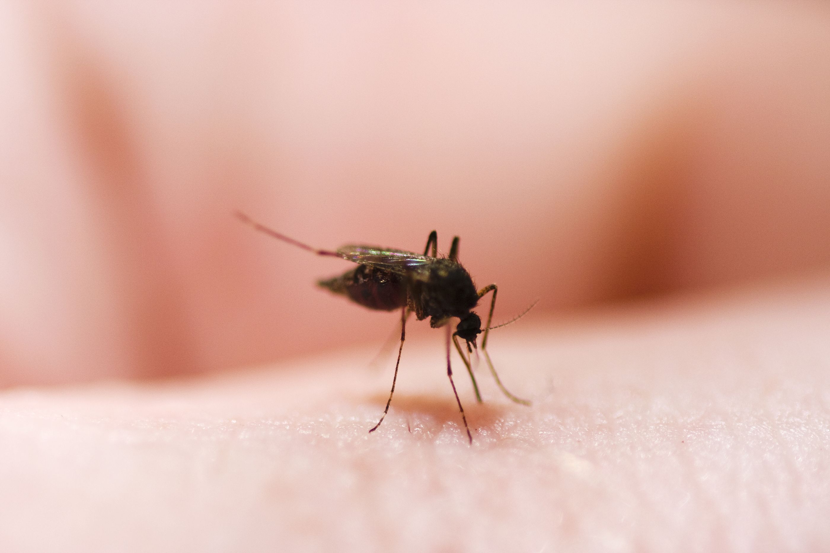 Cómo aliviar los molestos síntomas de las picaduras de mosquito