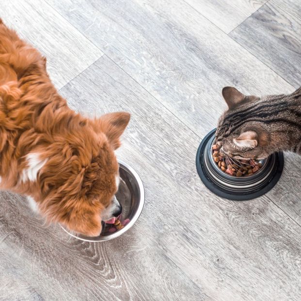 ¿En qué debes fijarte al elegir el comedero adecuado para tu perro o tu gato?