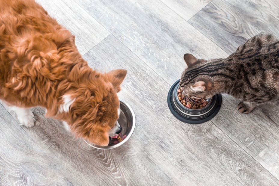 ¿En qué debes fijarte al elegir el comedero adecuado para tu perro o tu gato?