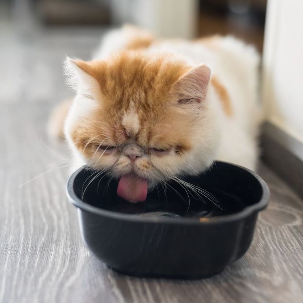 Nuestro gato siempre debe tener agua limpia y fresca a su disposición. 